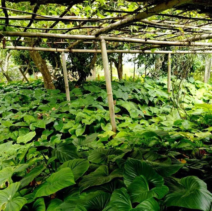 Ghandi Root Essential Oil