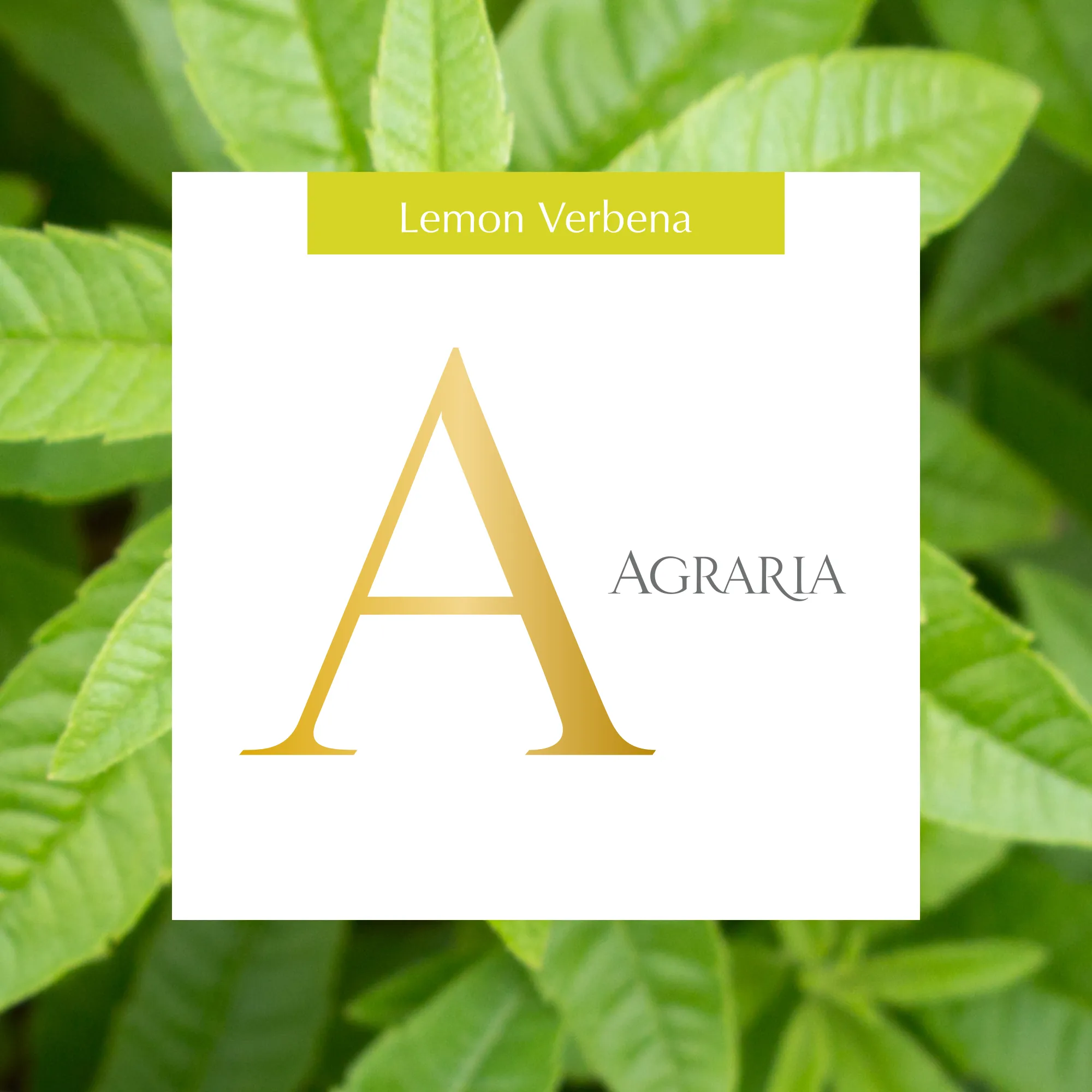 Lemon Verbena Mini