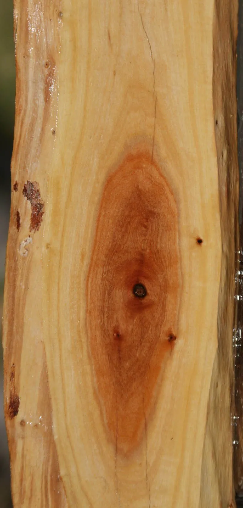 Pink Ivory Live Edge Micro Lumber